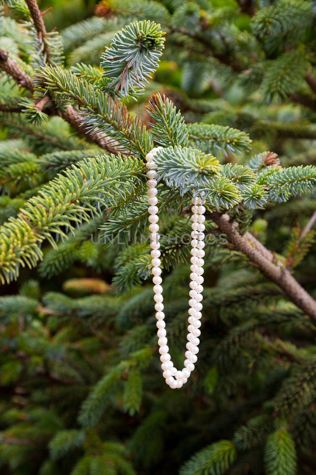 A pearl necklace is hanging in a tree to surprise someone for their wedding day on Christmas during the holidays.
