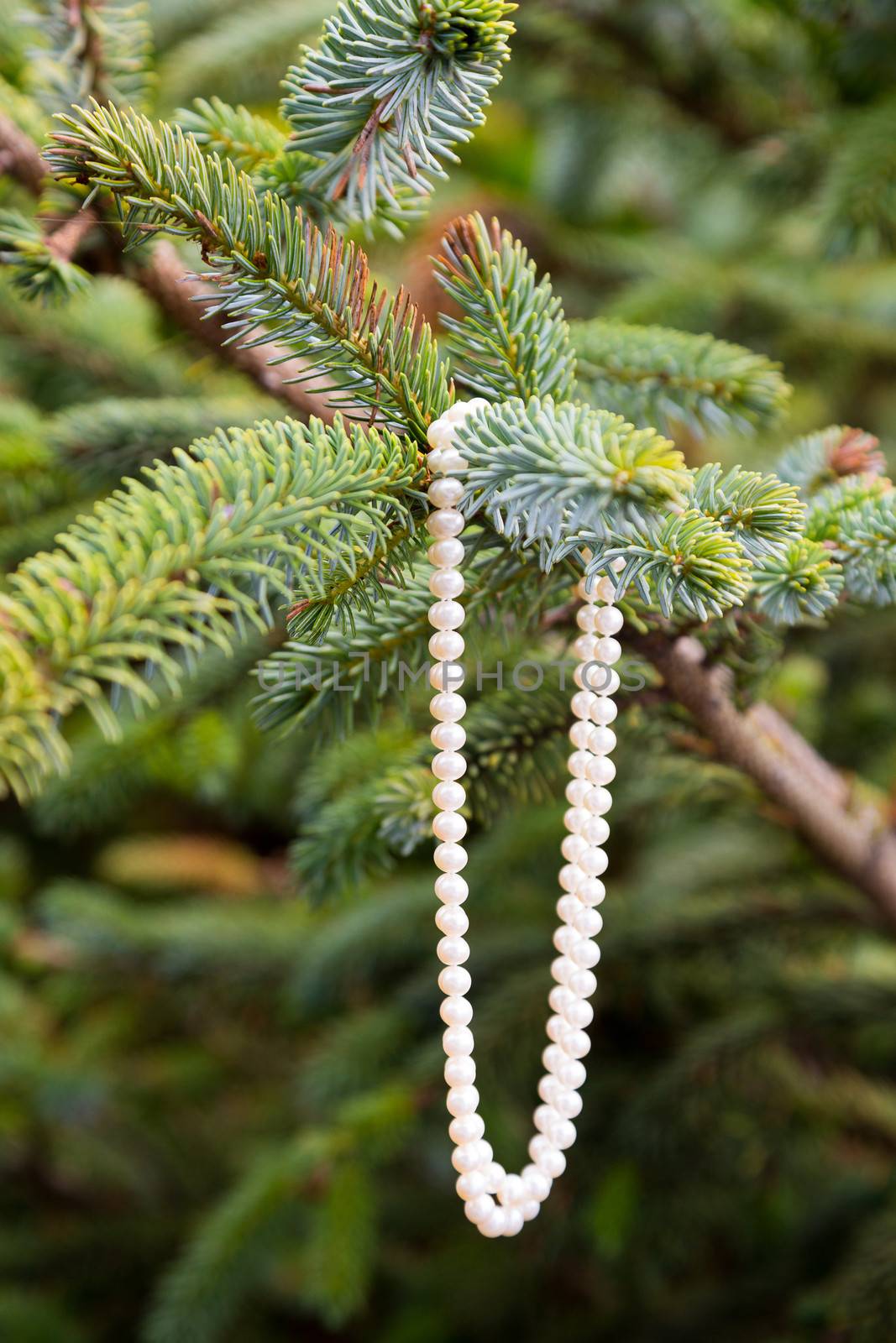 Pearl Necklace in Tree by joshuaraineyphotography