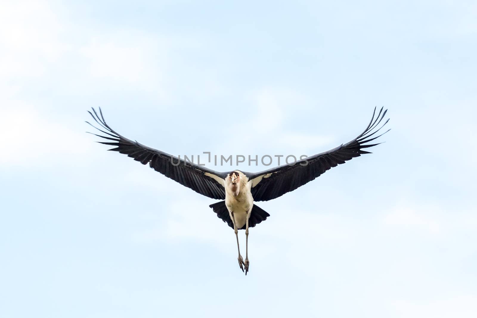 Marabou Stork in flight by derejeb