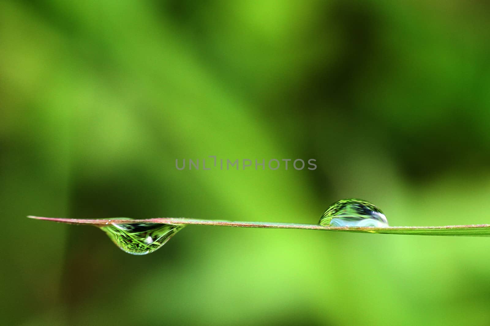 one Water drop in a green plant macro after the morning rain