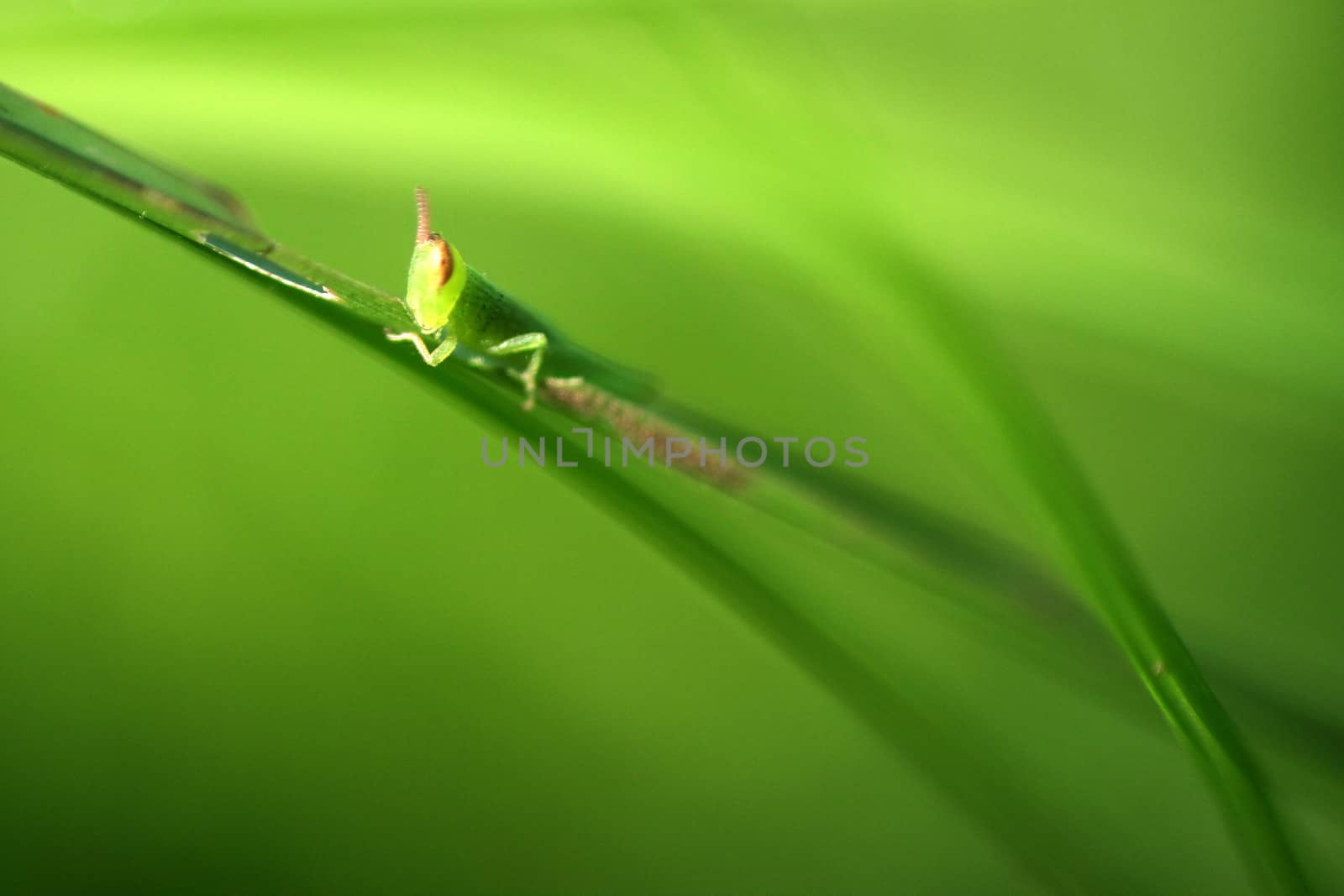 Green grasshopper  cricket  macro in green background by pbsubhash