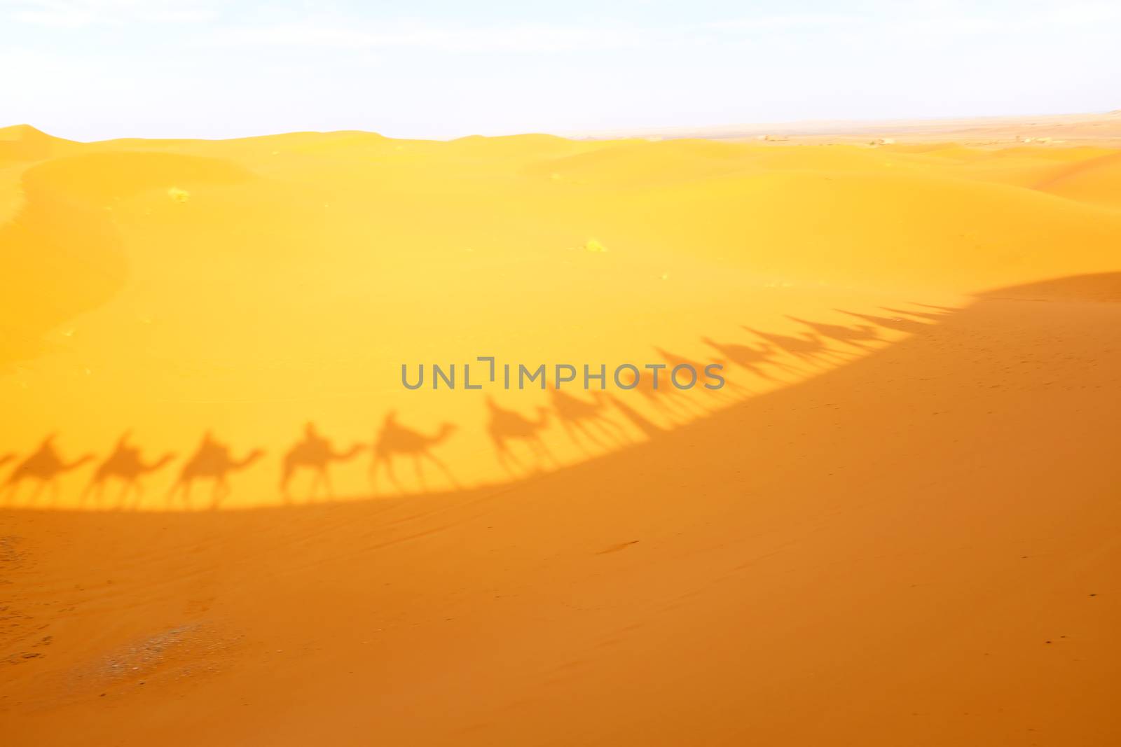 Camel caravan on a trip through the Sahara desert