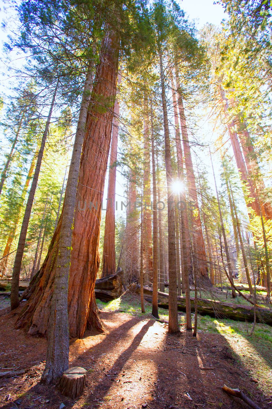 Sequoias in Mariposa grove at Yosemite National Park California