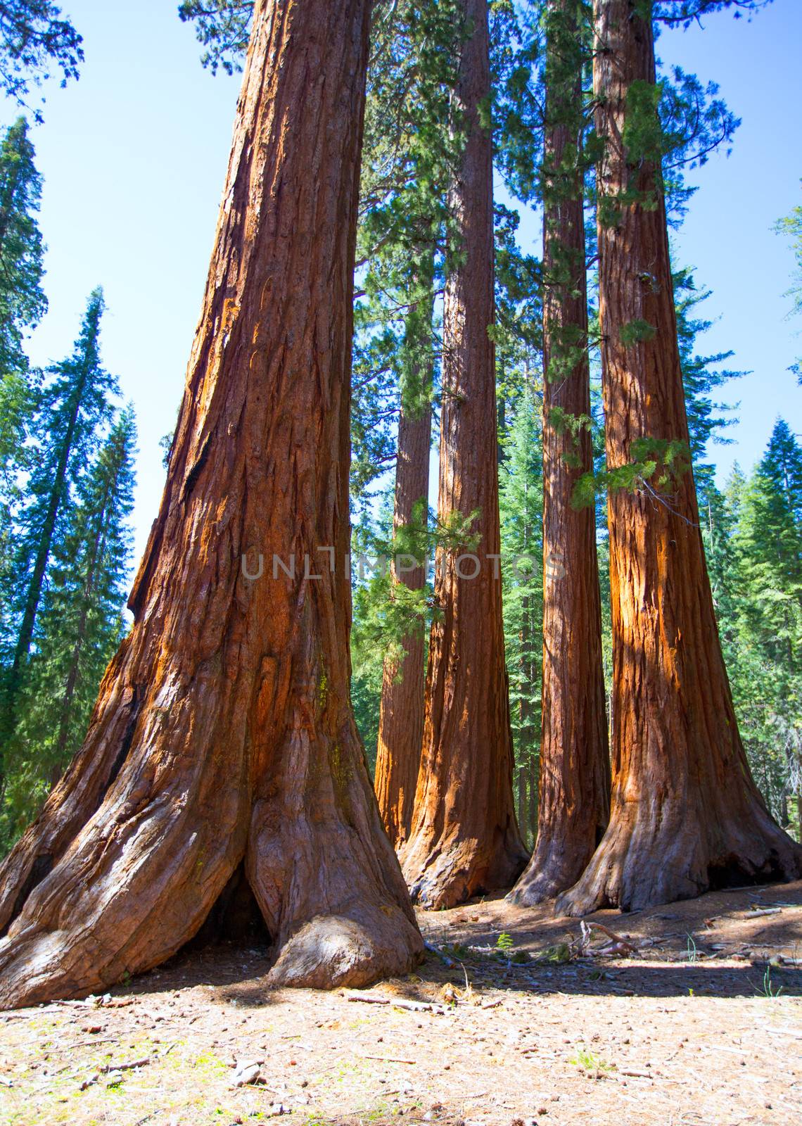 Sequoias in Mariposa grove at Yosemite National Park by lunamarina