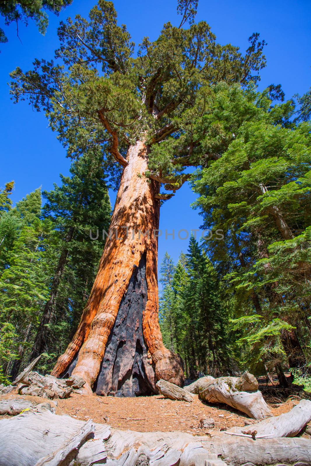 Sequoias in Mariposa grove at Yosemite National Park by lunamarina