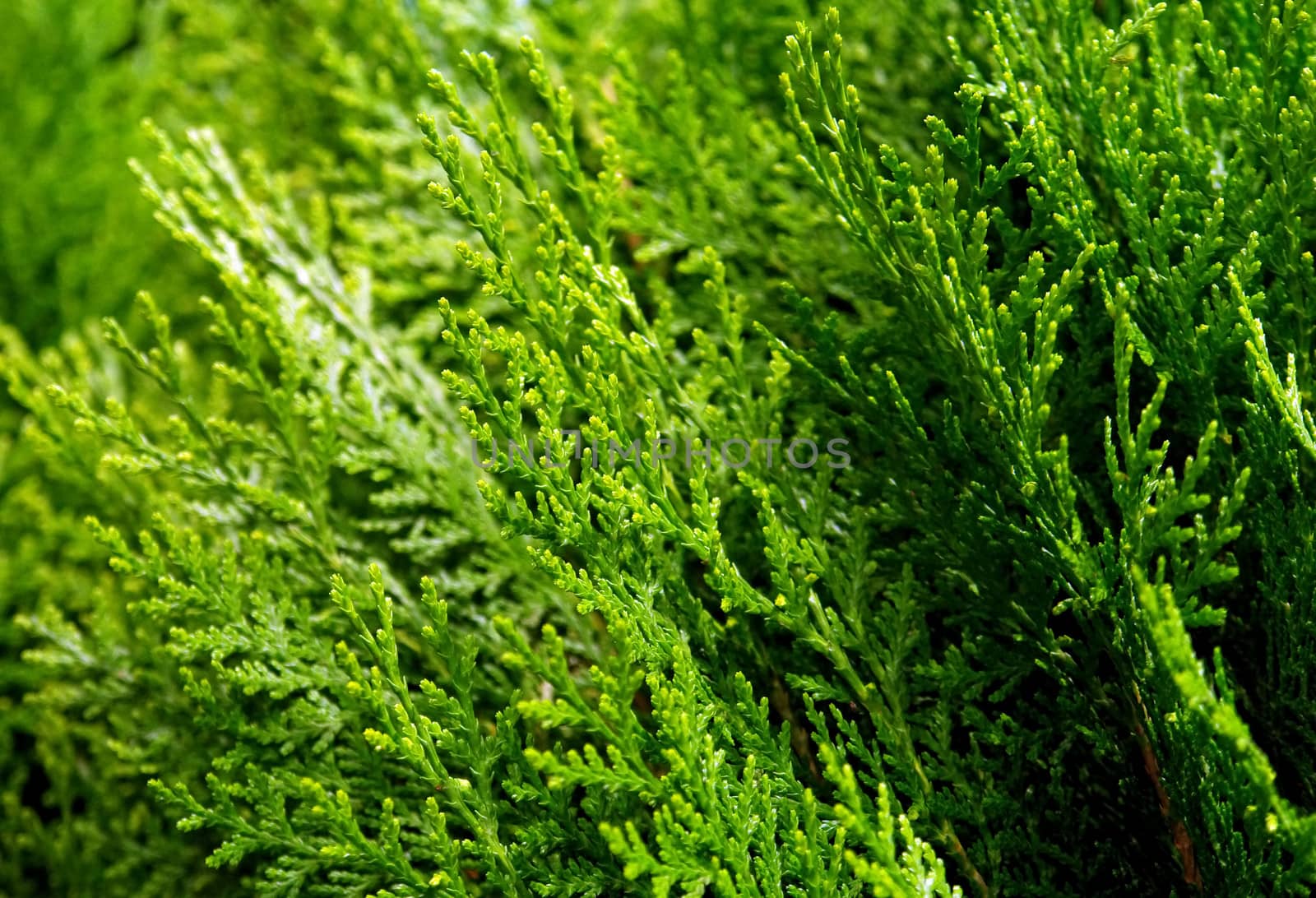 Conifer plant leafs abstract detail                               