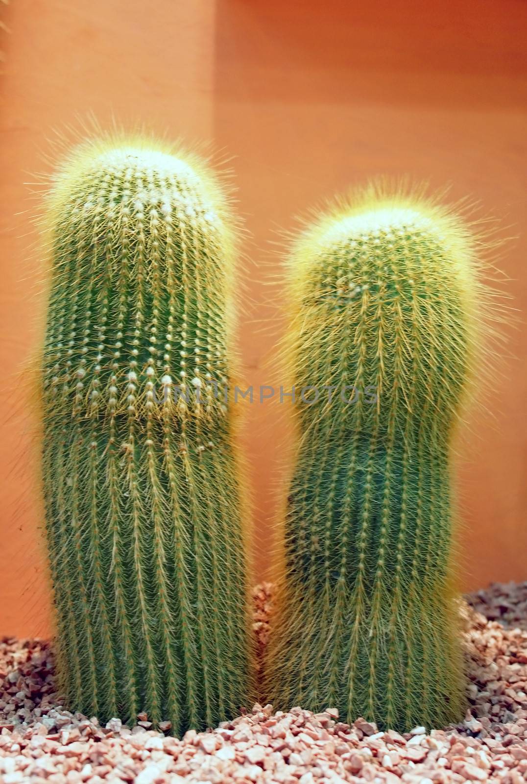 Home garden cactu detail                               