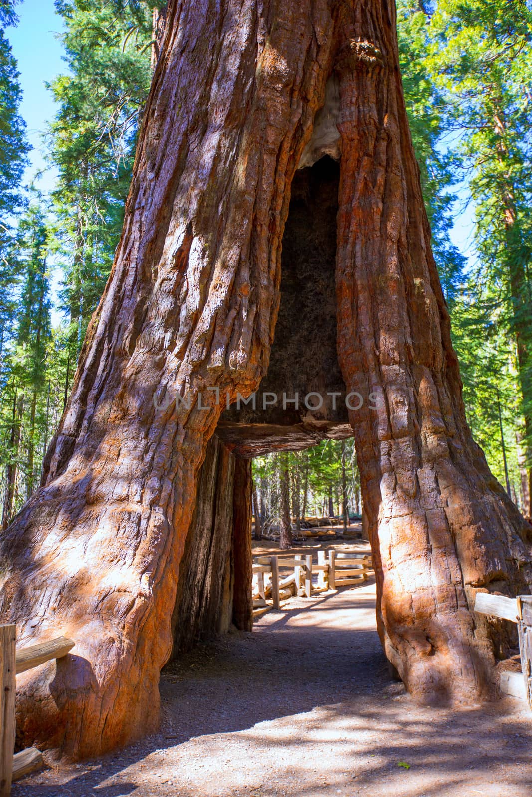 Sequoia Gate in Mariposa grove at Yosemite National Park California