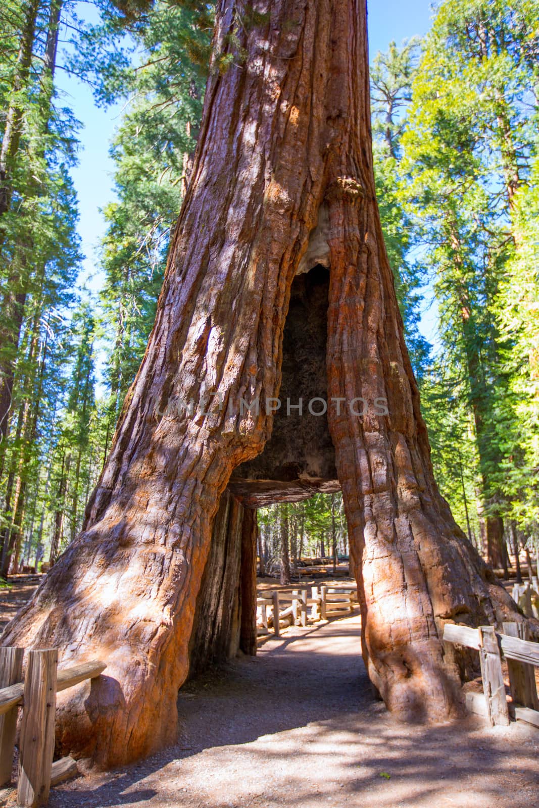 Sequoia Gate in Mariposa grove at Yosemite California by lunamarina