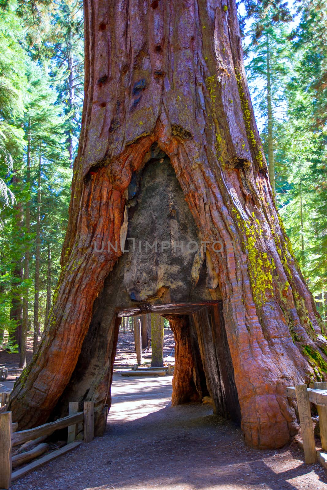 Sequoia Gate in Mariposa grove at Yosemite National Park California