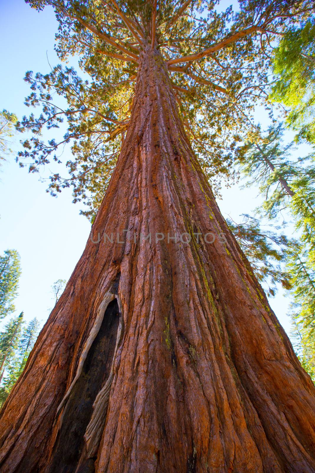 Sequoias in Mariposa grove at Yosemite National Park by lunamarina