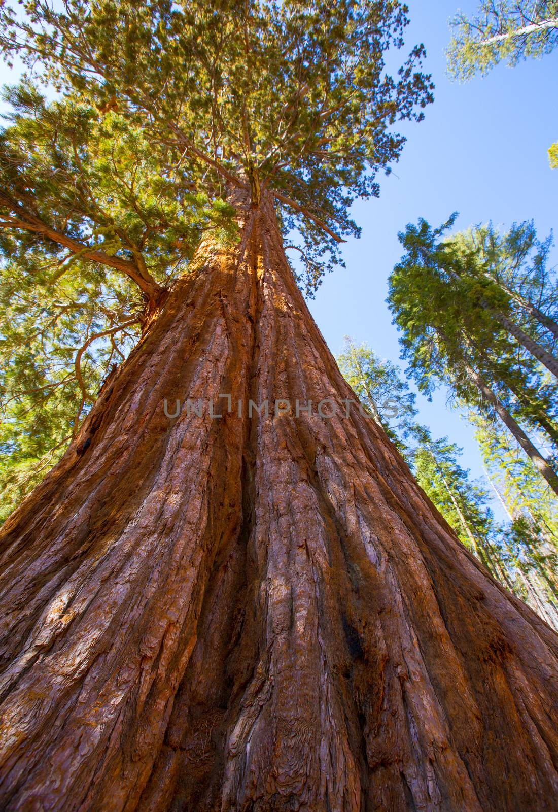 Sequoias in Mariposa grove at Yosemite National Park by lunamarina