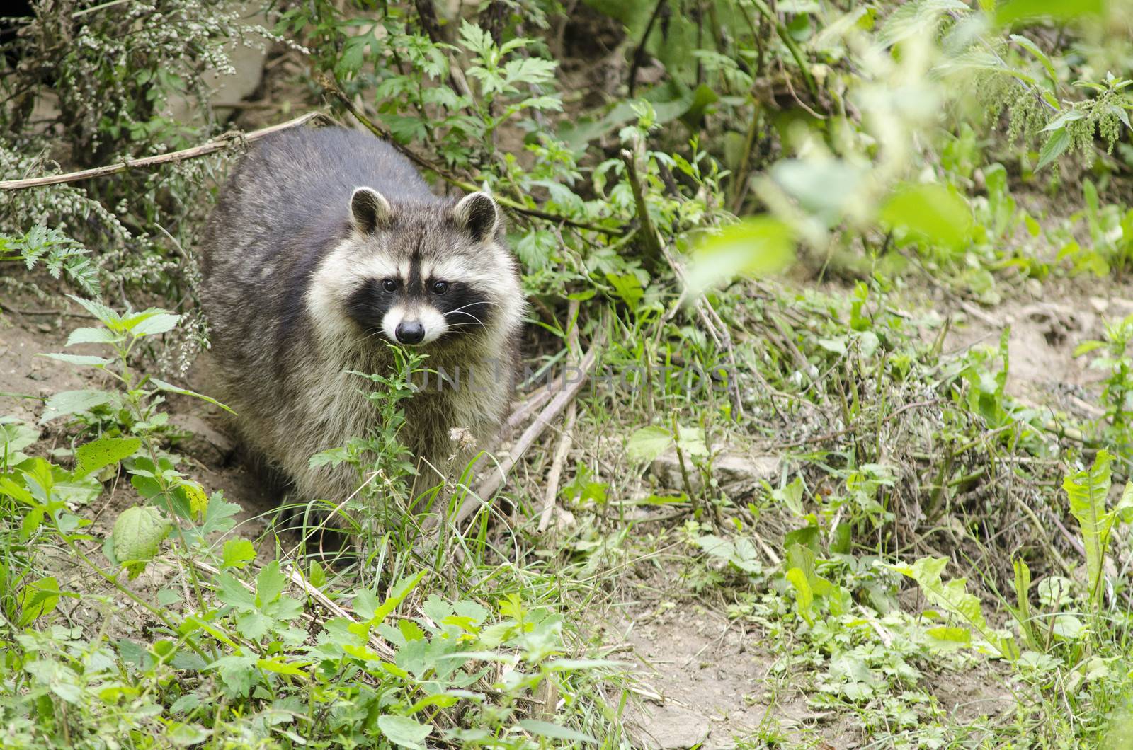 Raccoon walking through a green meadow by Arrxxx