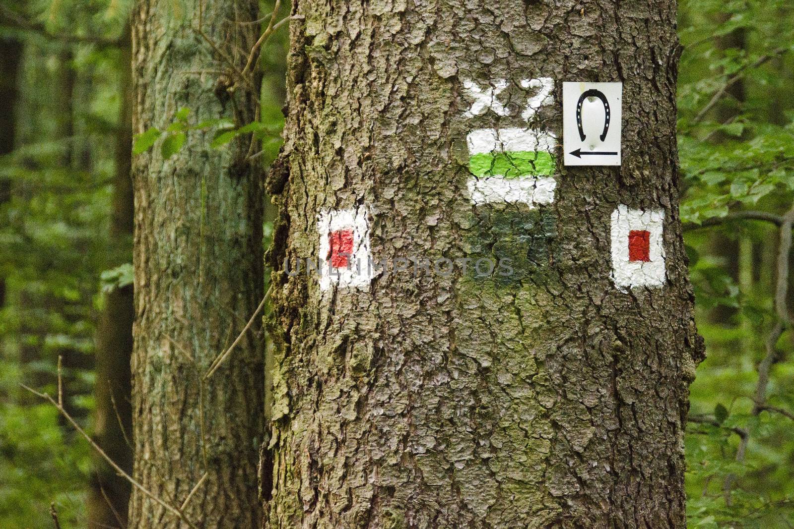 Forest trail signs on a tree in Germany red on white green on white and horse trail