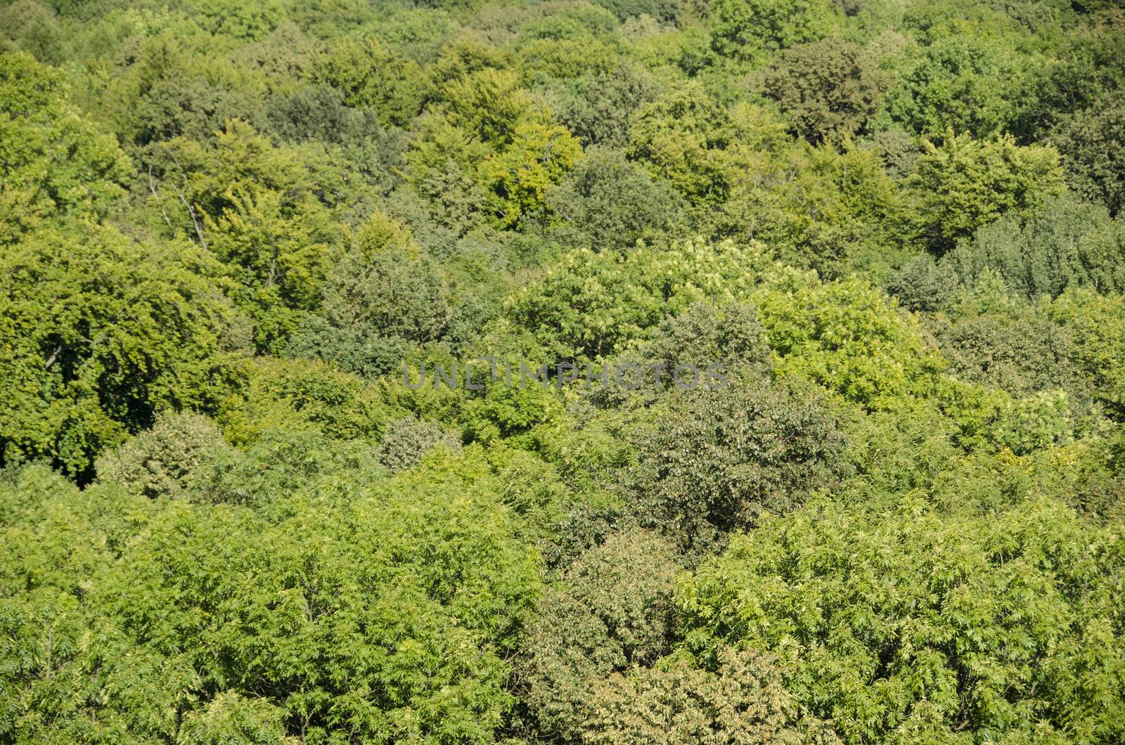 Deciduous beech forest canopy as seen from above in summer in Germany