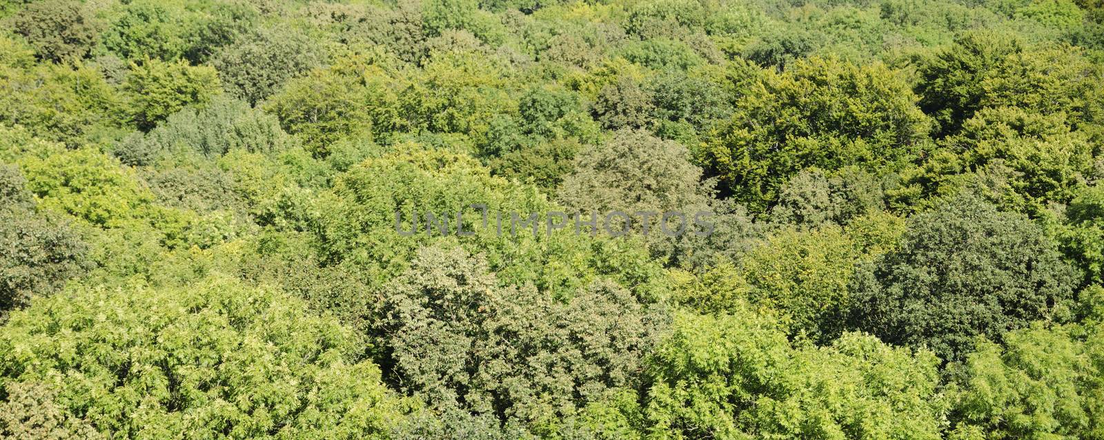 Deciduous beech forest canopy as seen from above in summer in Germany