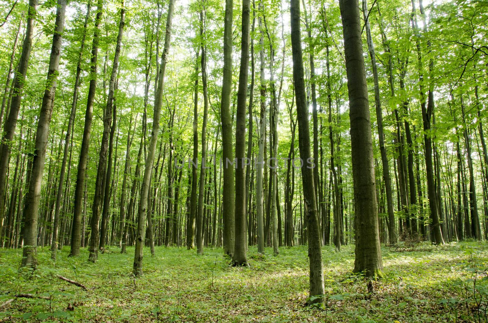 Beech forest in summer seen from below with daylight on the forest floor