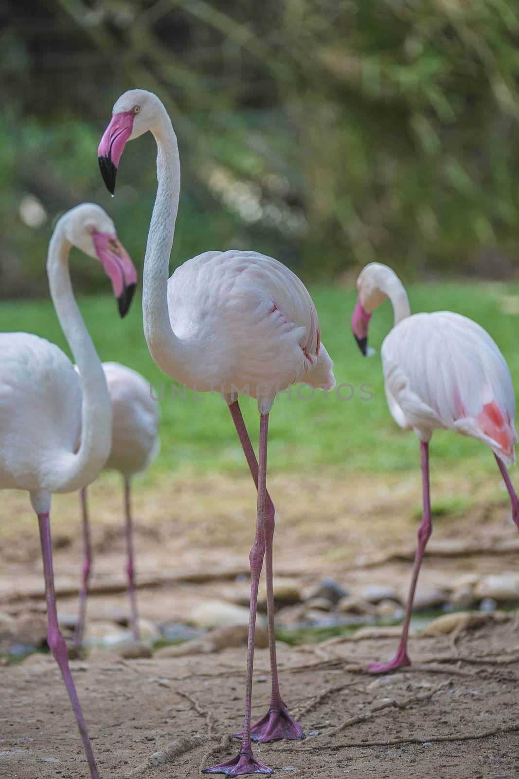 flamingo phoenicopterus by steirus