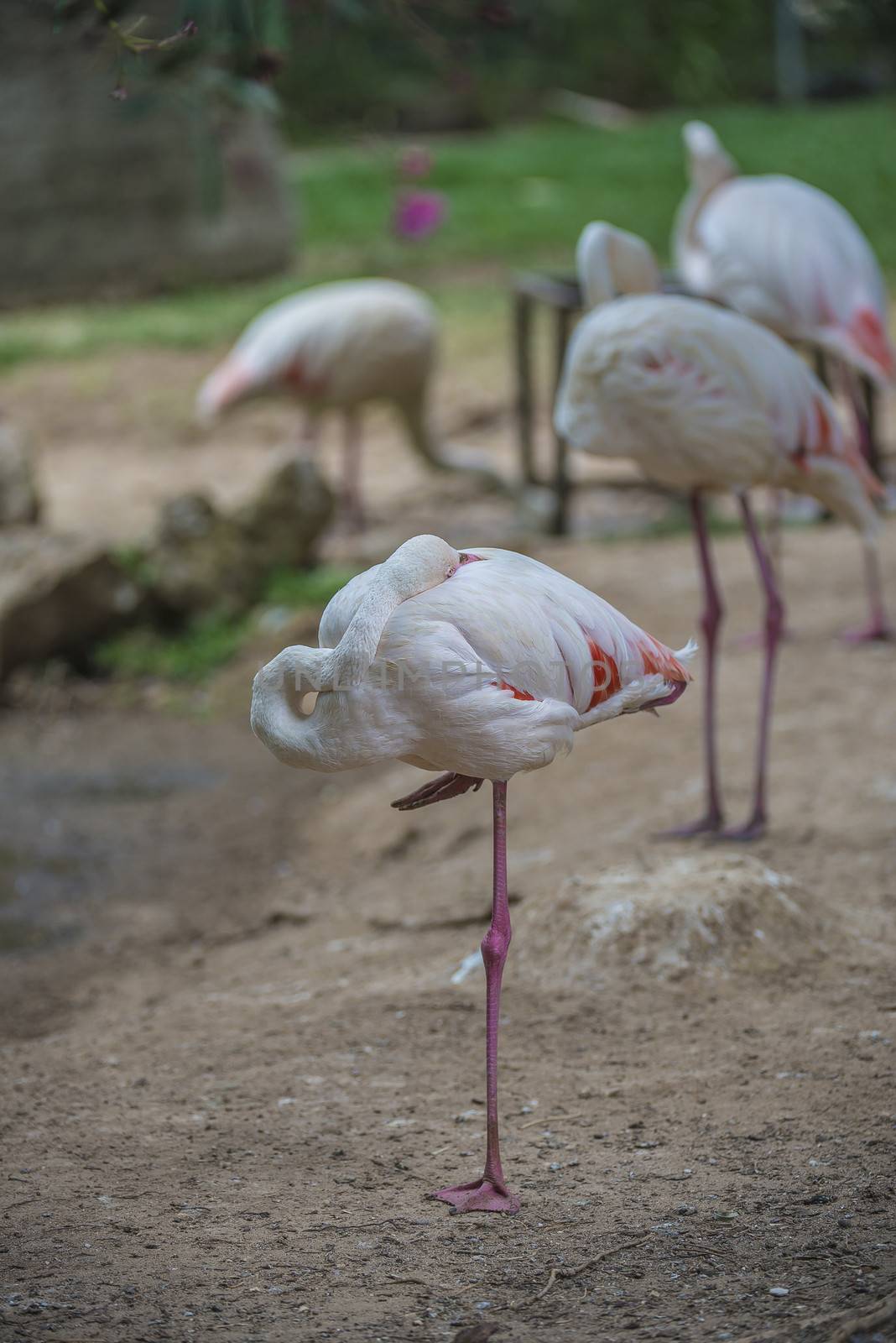 flamingo phoenicopterus by steirus