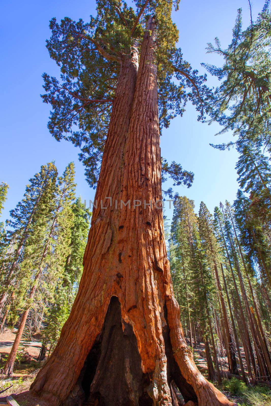 Sequoias in Mariposa grove at Yosemite National Park California