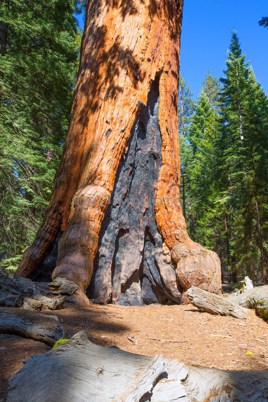 Sequoias in Mariposa grove at Yosemite National Park California