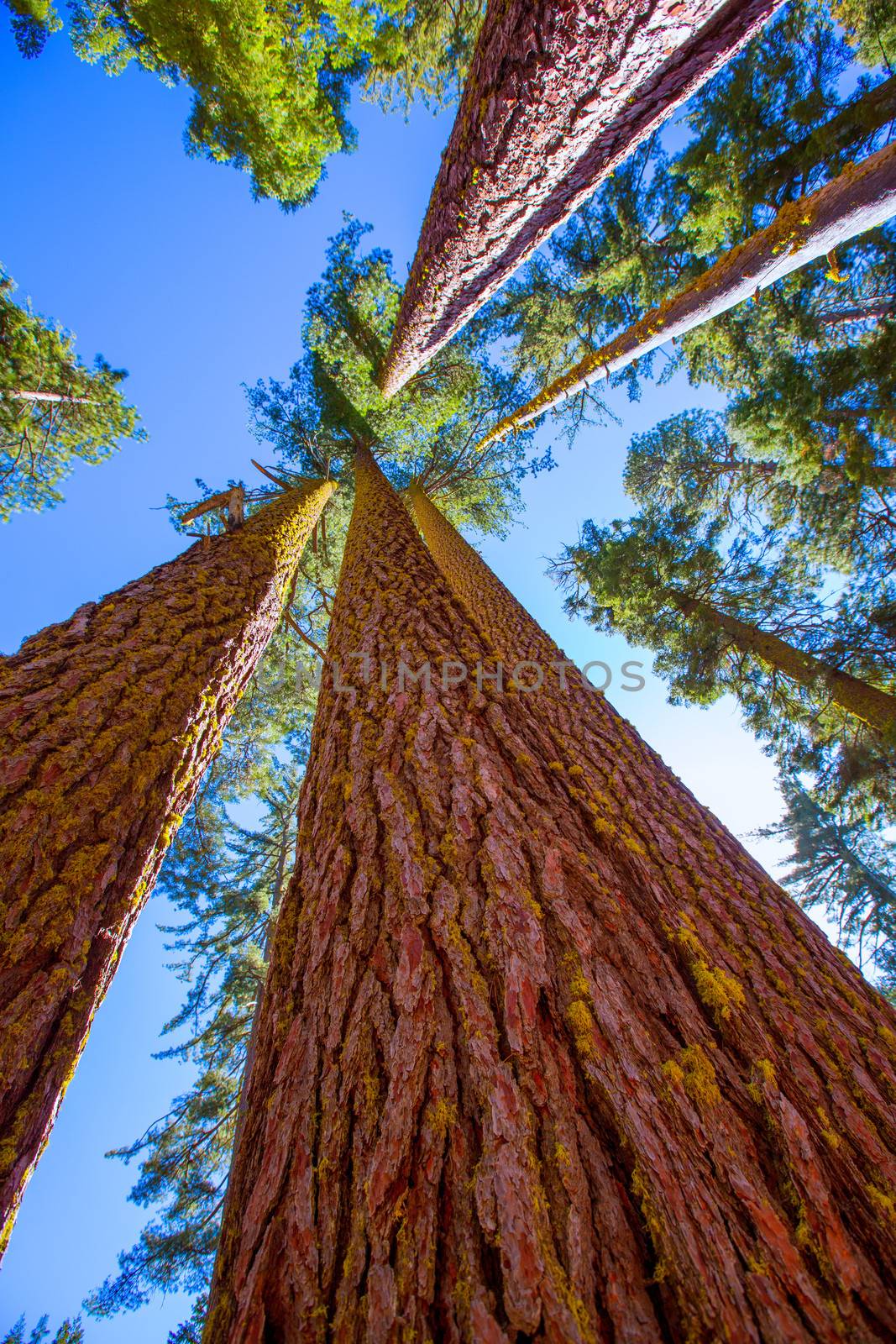 Sequoias in California view from below at Mariposa Grove of Yosemite USA