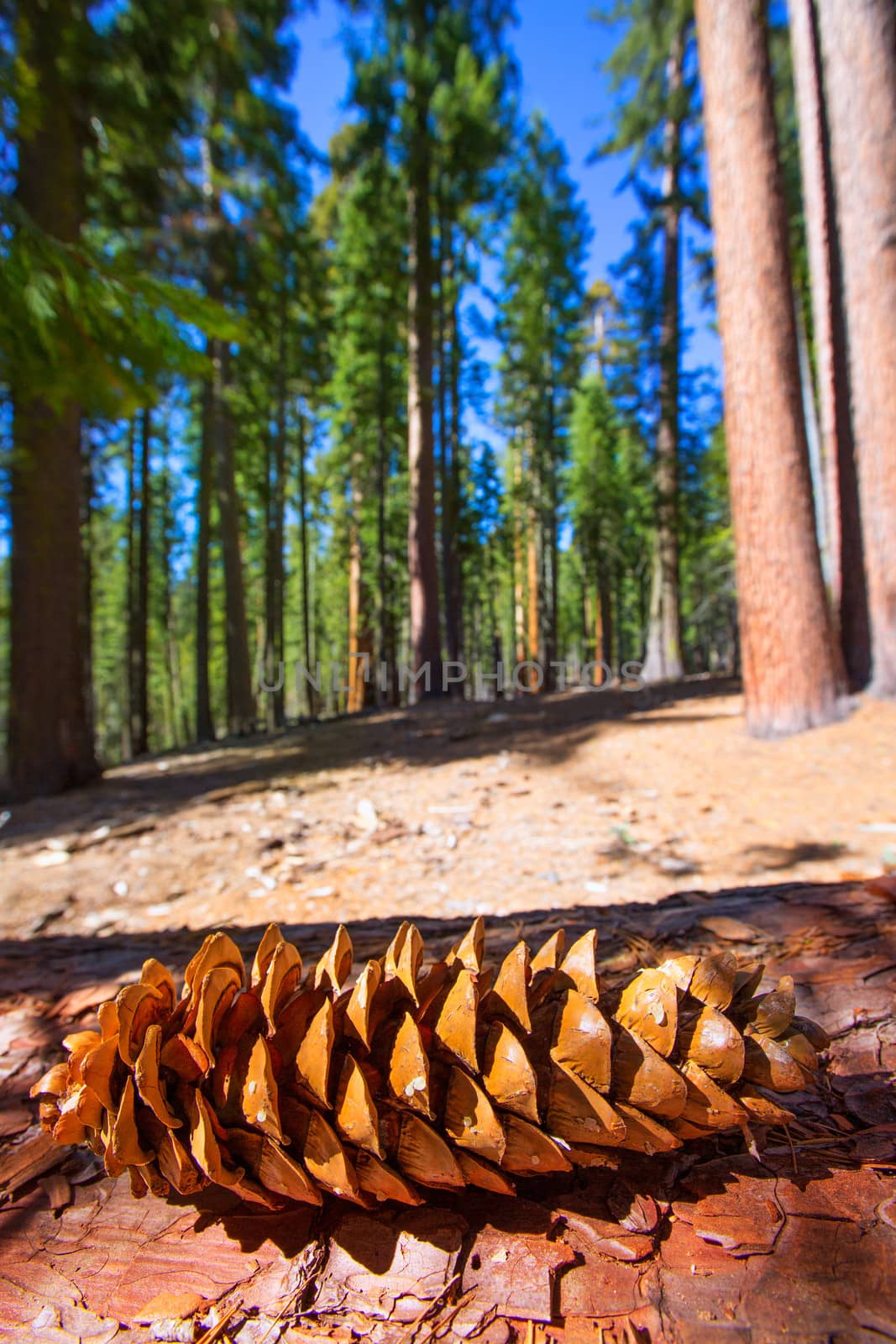 Sequoia pine cone macro in Yosemite Mariposa Grove at California