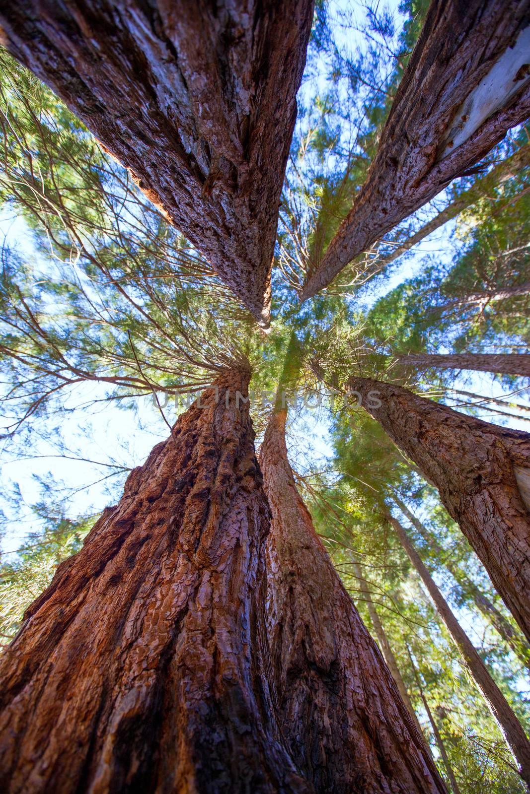 Sequoias in California view from below by lunamarina