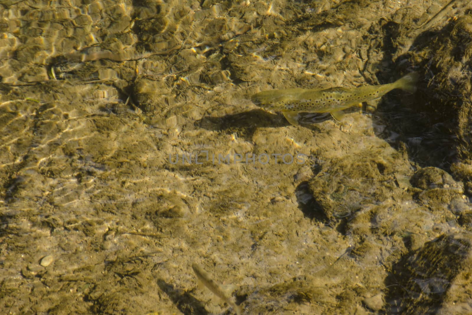 Brown trout, Salmo trutta, in a small river seen from above