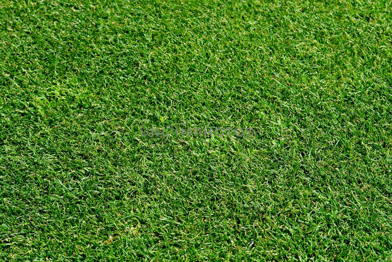 Golf course lawn pattern detail