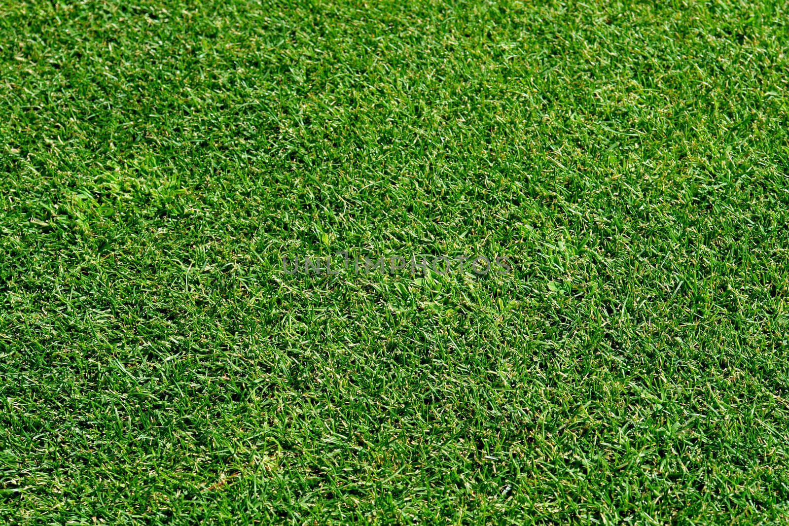 Golf course lawn pattern detail