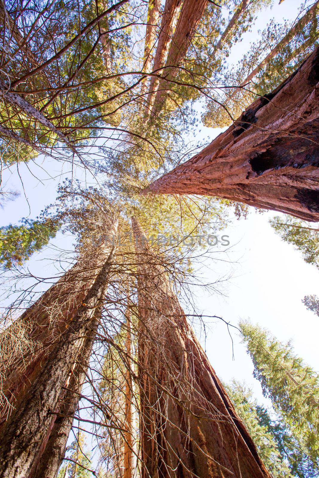 Sequoias in California view from below by lunamarina