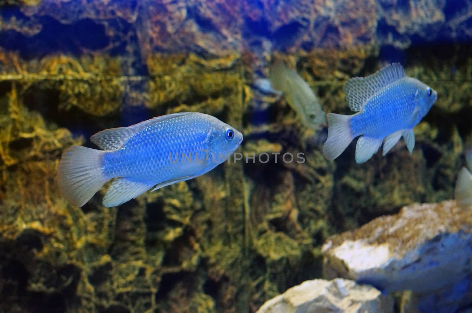 A pair of fish in the aquarium (Cyrtocara moorii)            