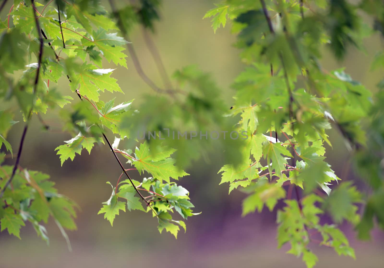 green summer maple leaves nature background