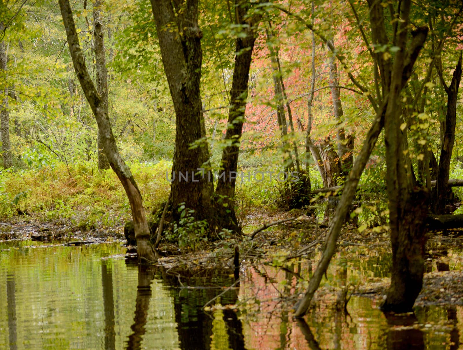 colorful fall landscape with trees and reflection in water
