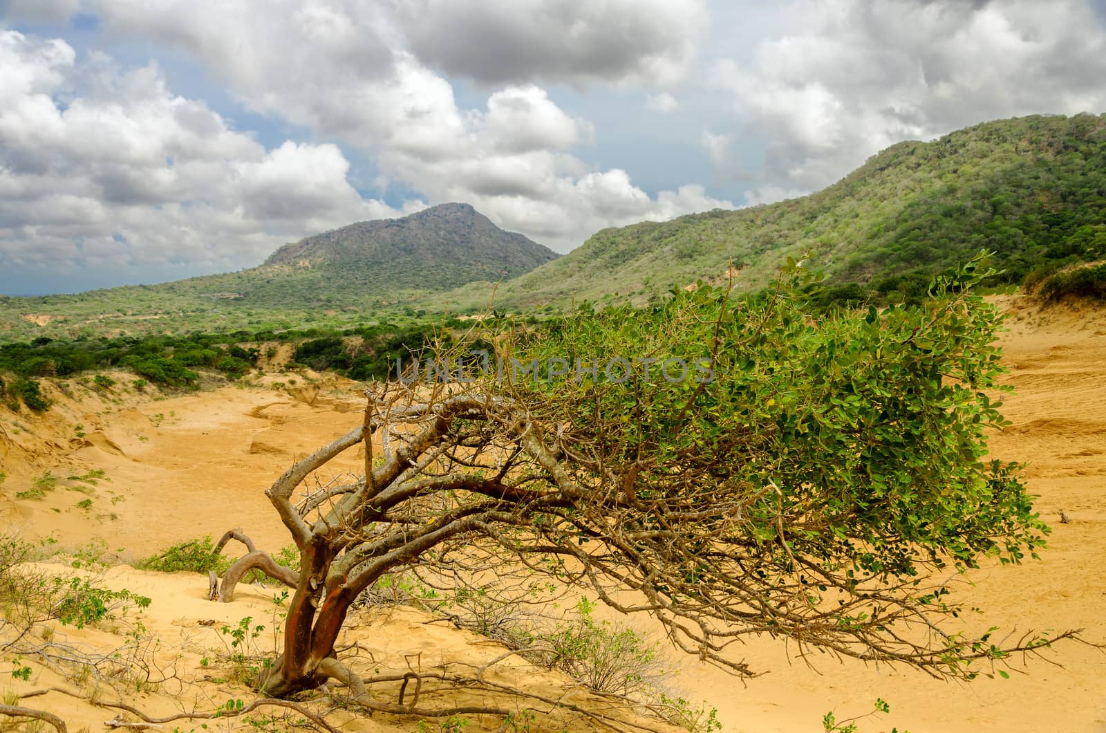 Tree struggling to grow next to a sand dune in Macuira National Park in La Guajira, Colombia