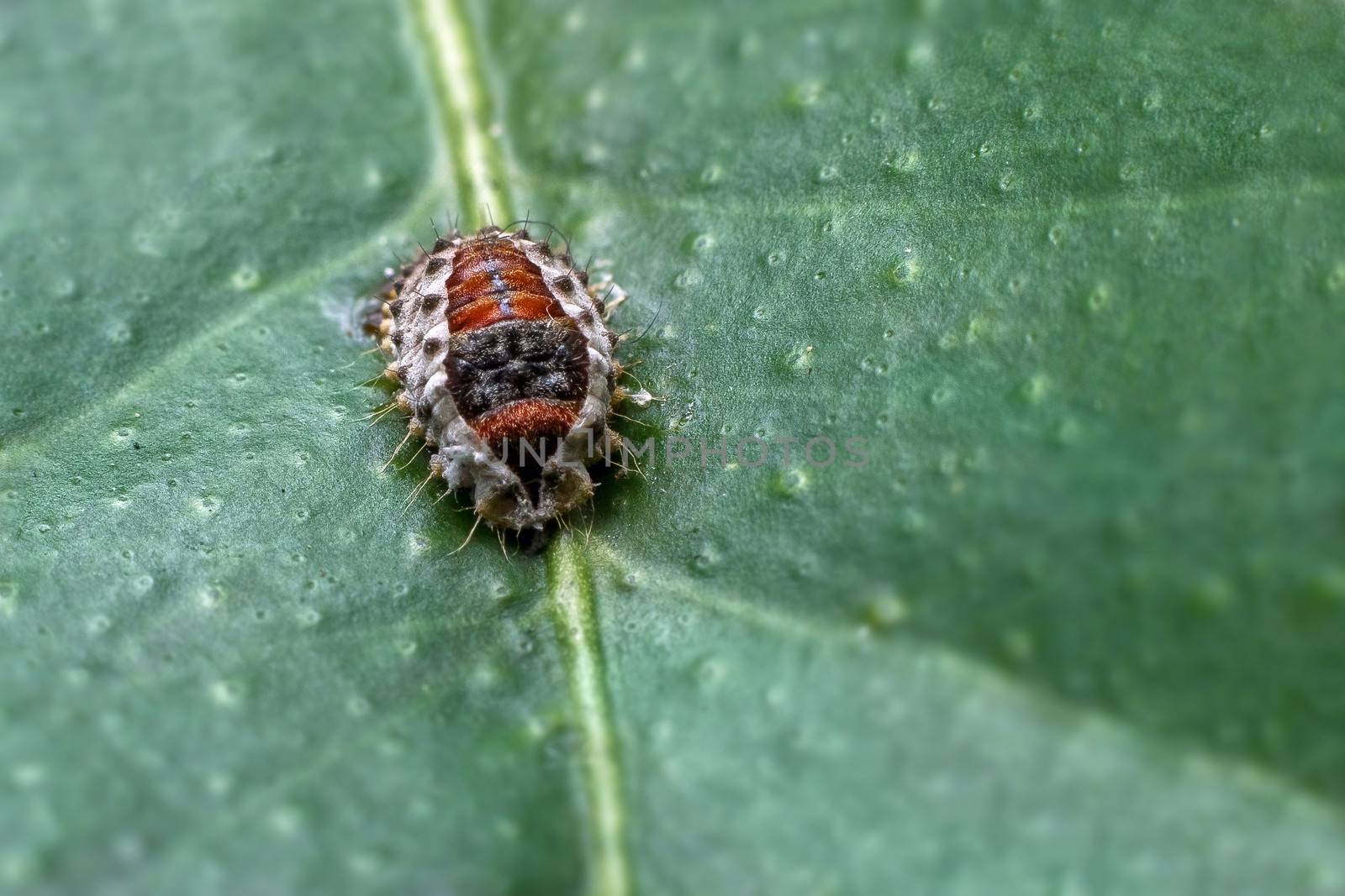 Bug in the leaf by dynamicfoto