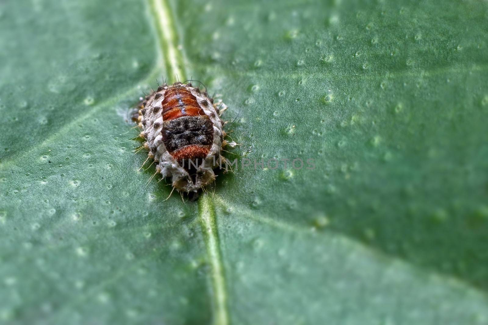 Bug standing on a lemon green leaf