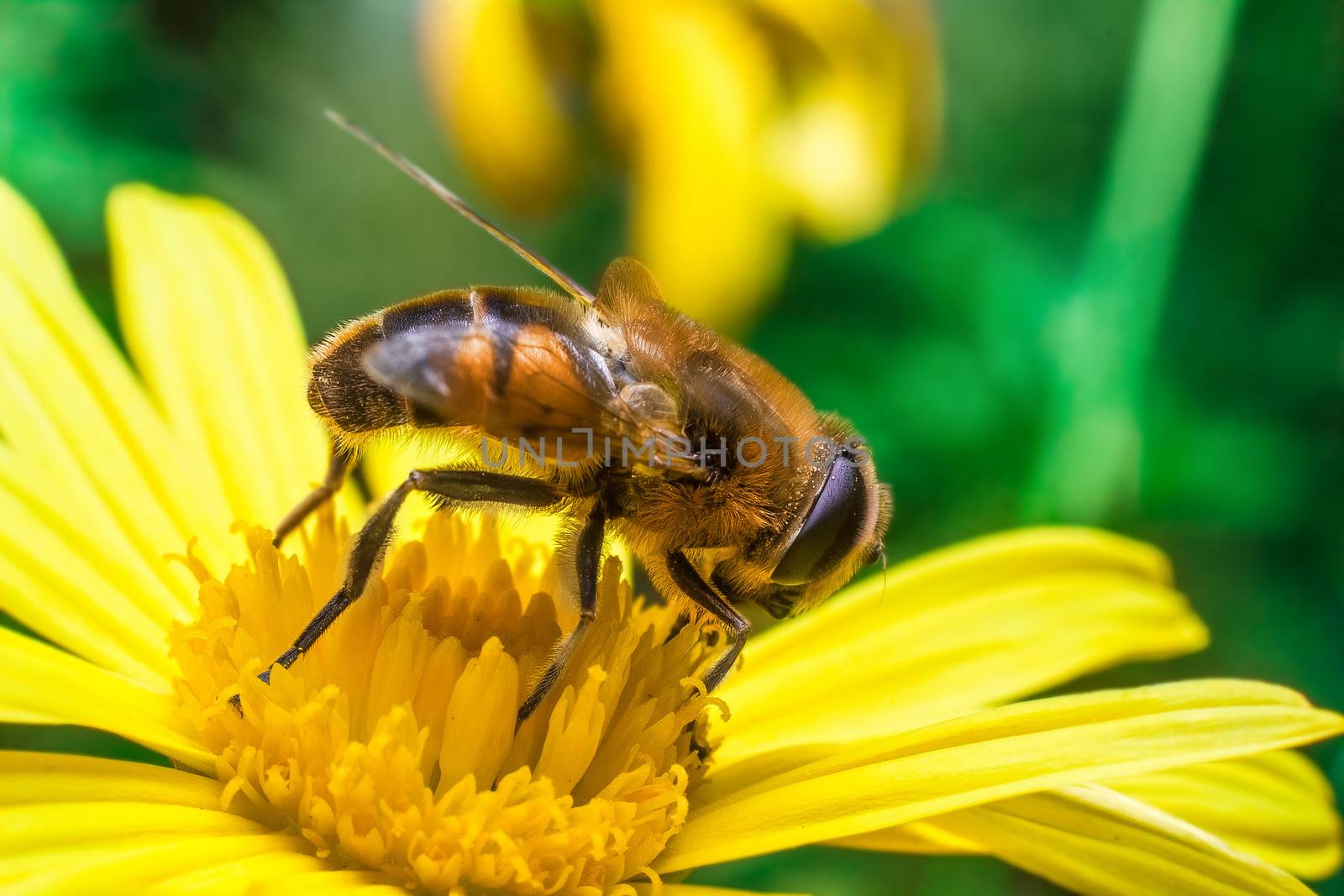 Eristalis Pertinax by dynamicfoto