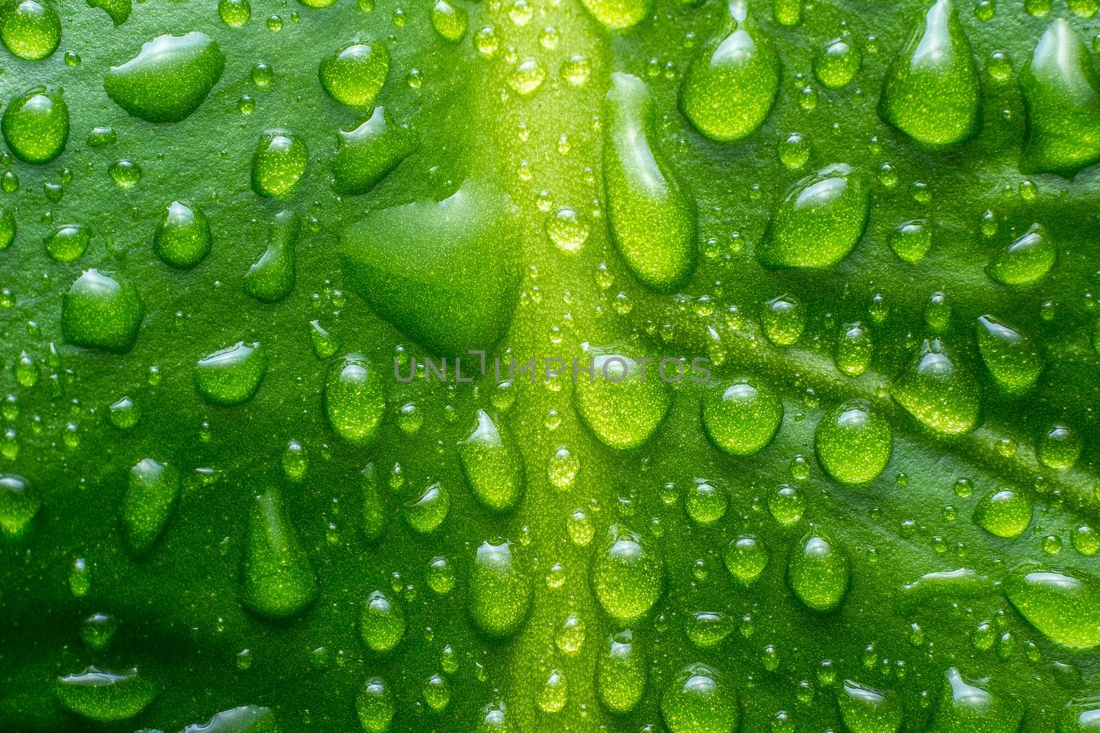 Beautiful green leaf with shiny drops