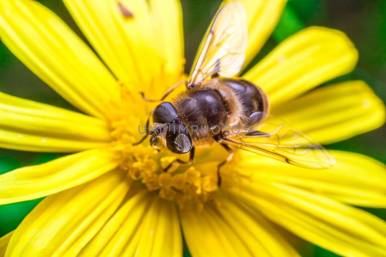 Eristalis Pertinax known as hoverfly on a flower