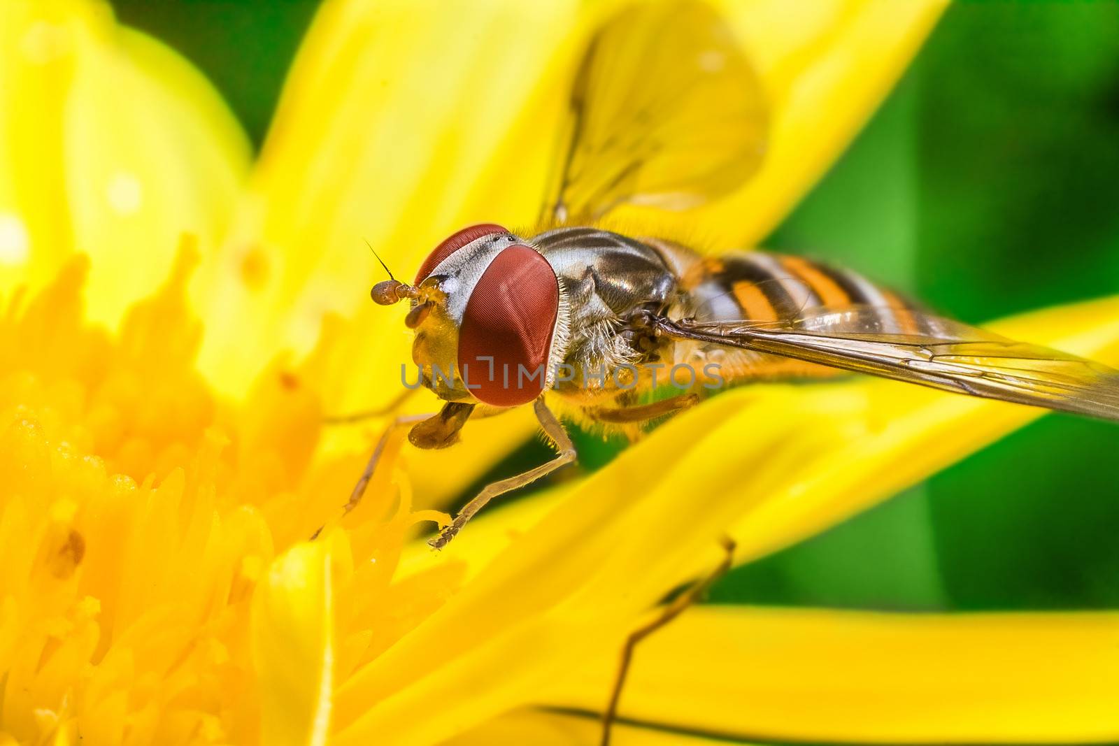 Eristalis Pertinax known as hoverfly on a flower