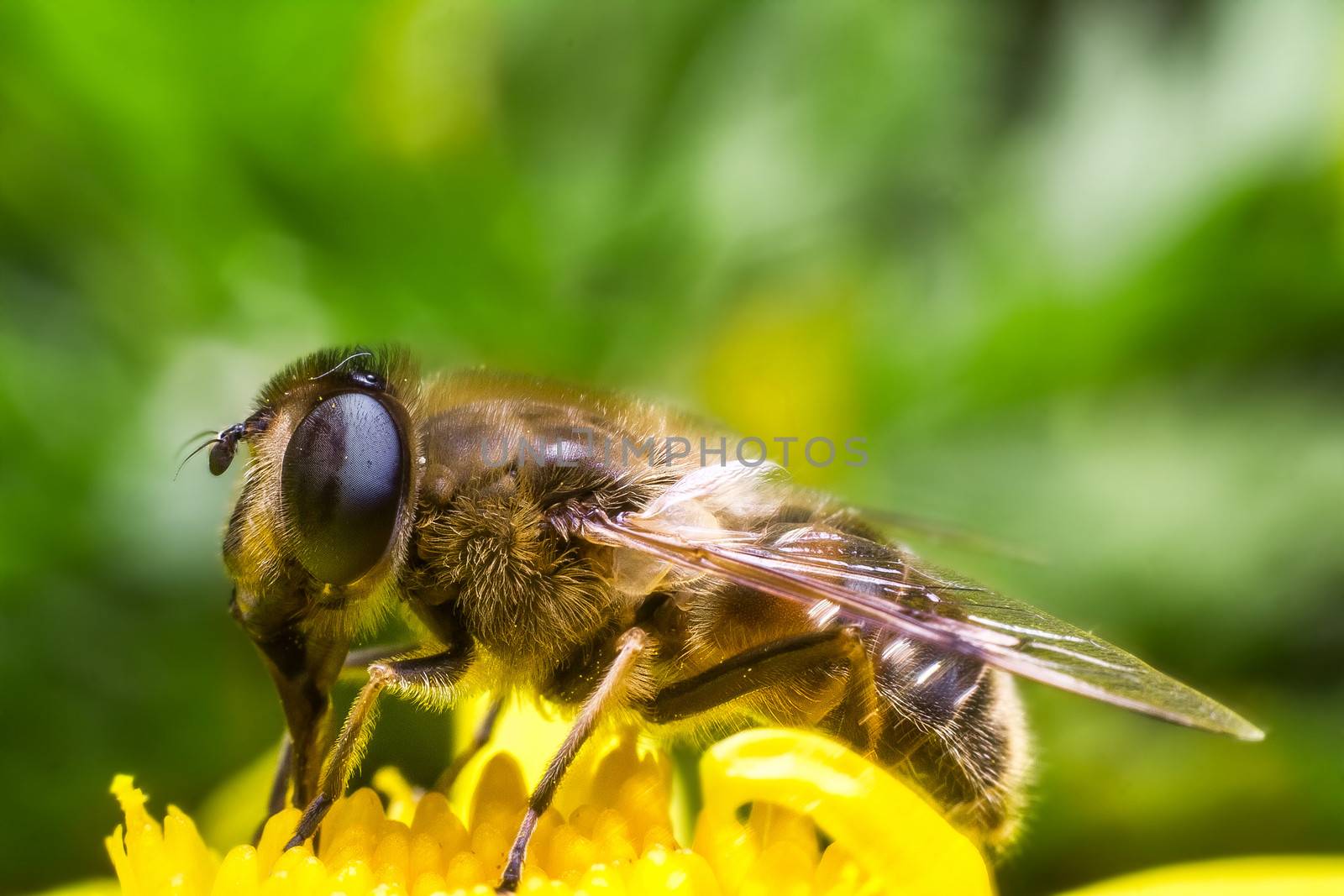 Eristalis Pertinax by dynamicfoto