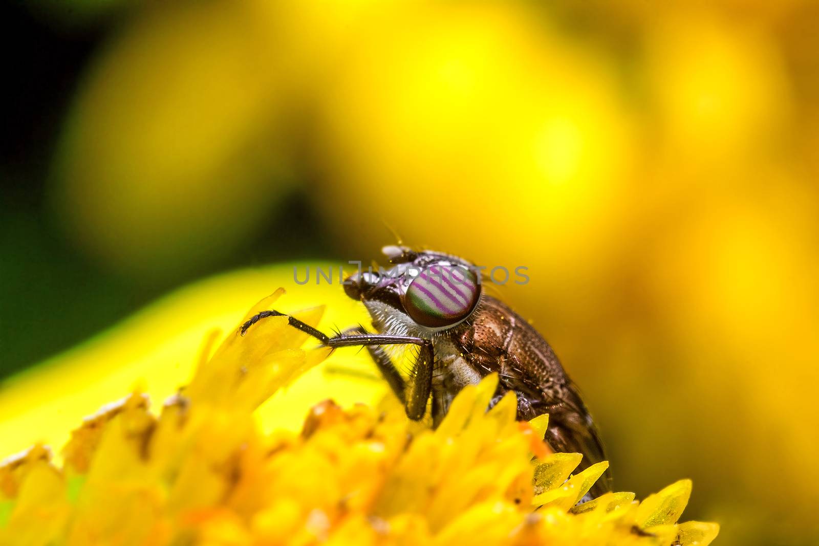 Eristalis Pertinax by dynamicfoto