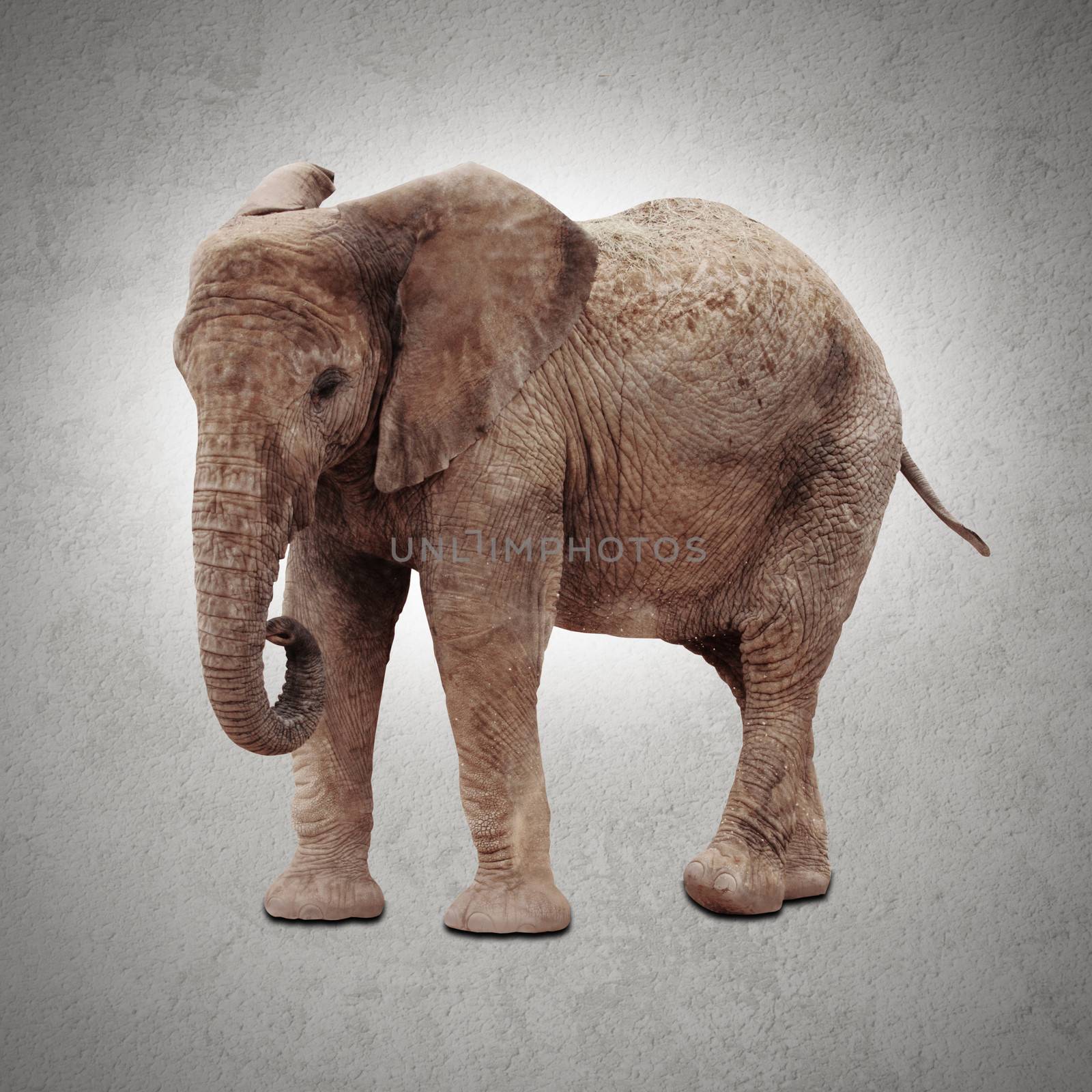 picture of a big african elephant