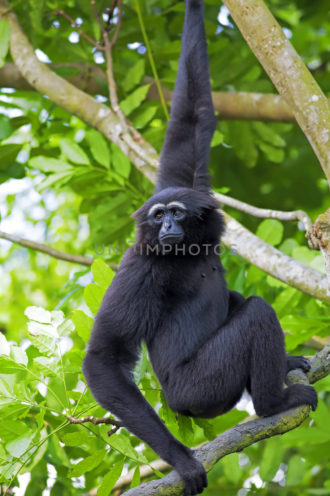Siamang Gibbon by kjorgen