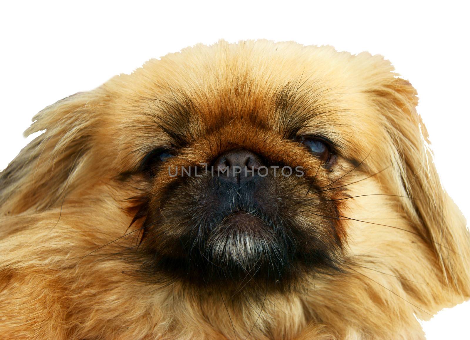 Dog Pekinese on white background is insulated