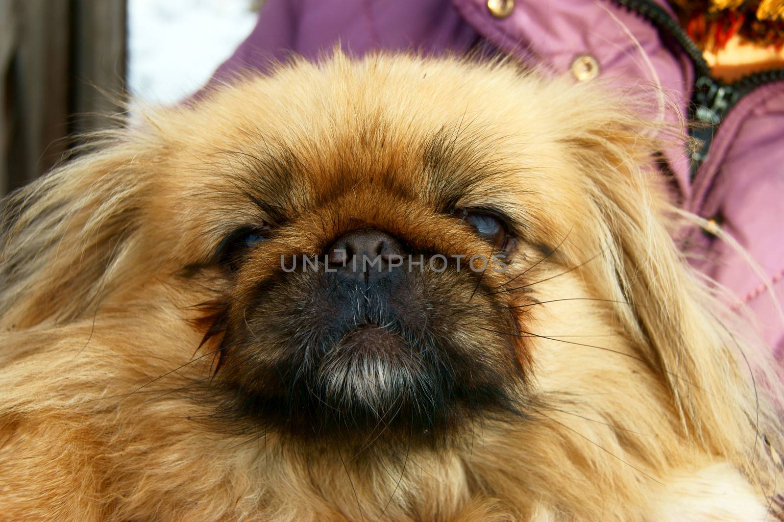 Dog of the sort pekingese on hand of the landlady