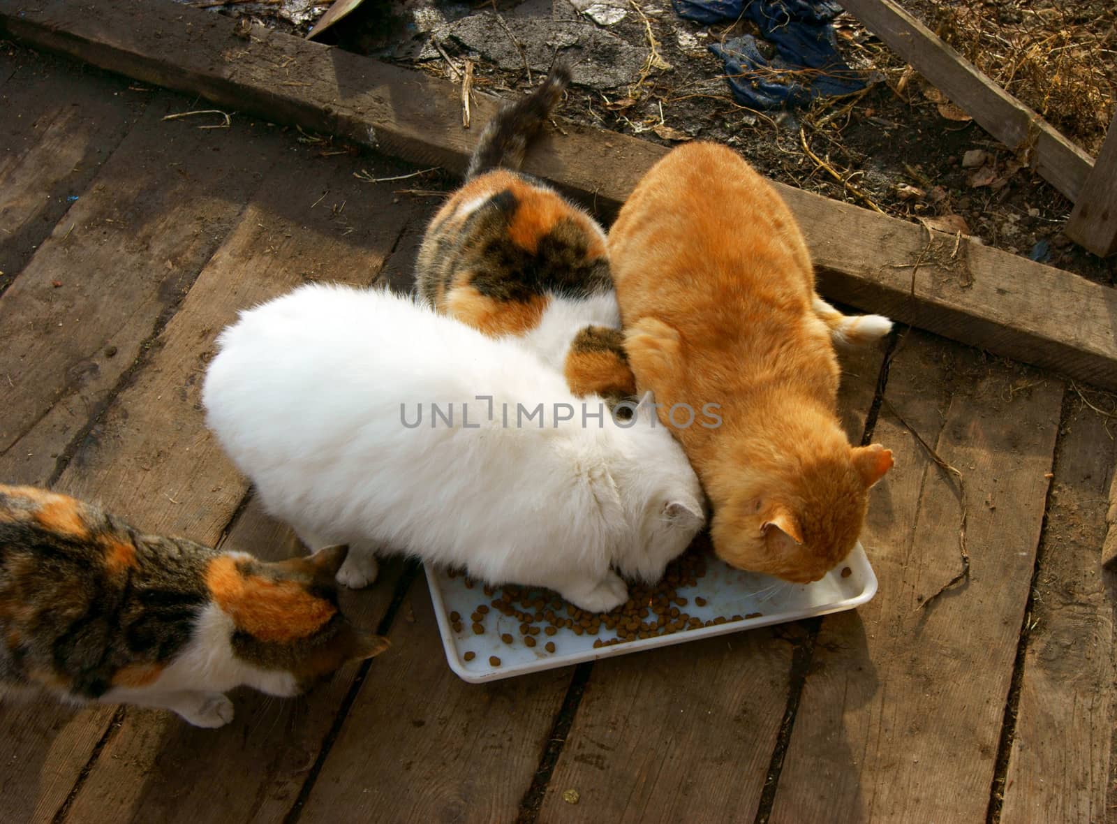 Much cats in courtyard eat from tureen