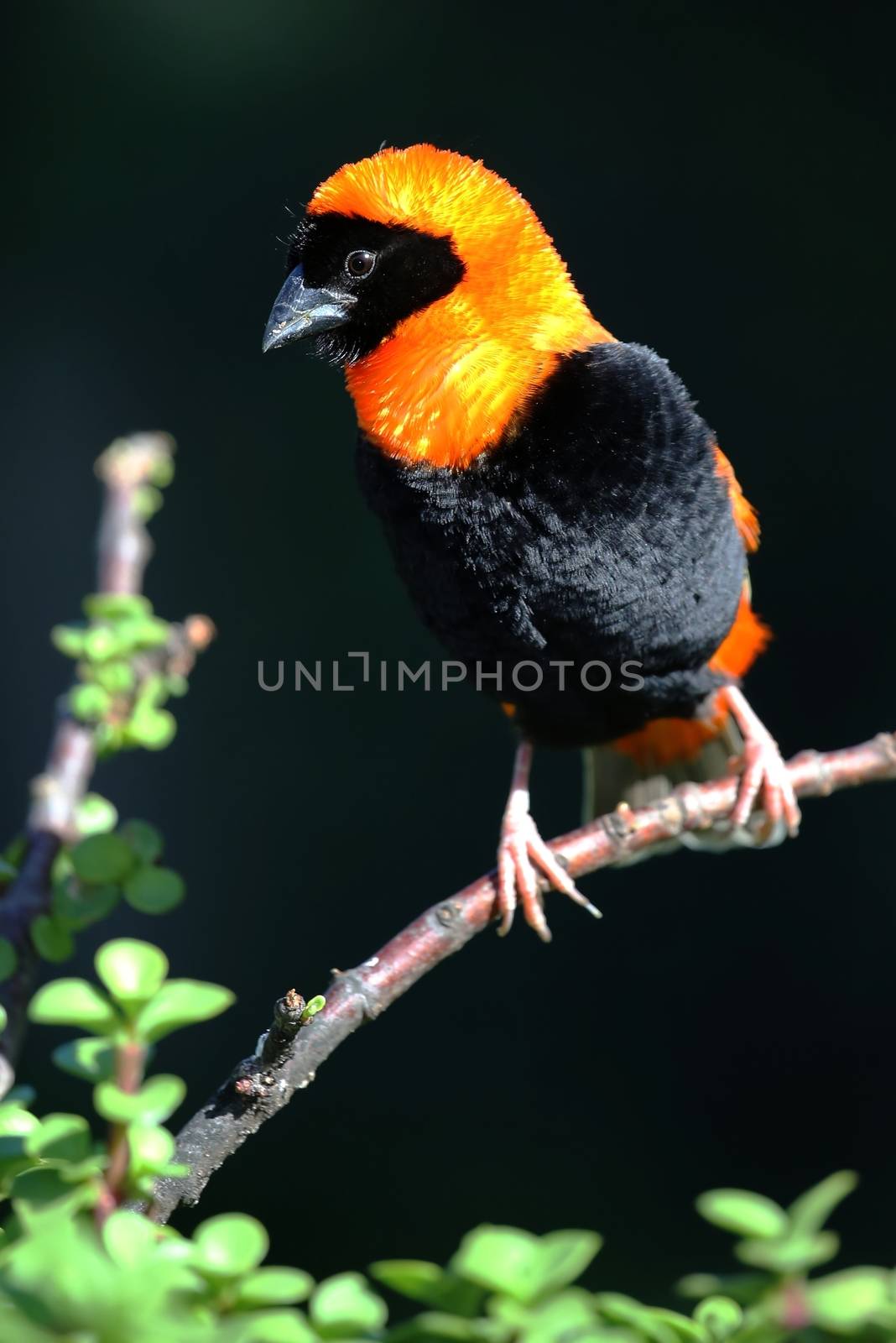 Handsome orange and black Bishop Weaver bird